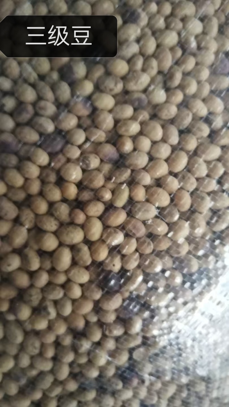 豆腐豆脑豆皮及各种豆制品专用豆，东北豆苏北大白皮