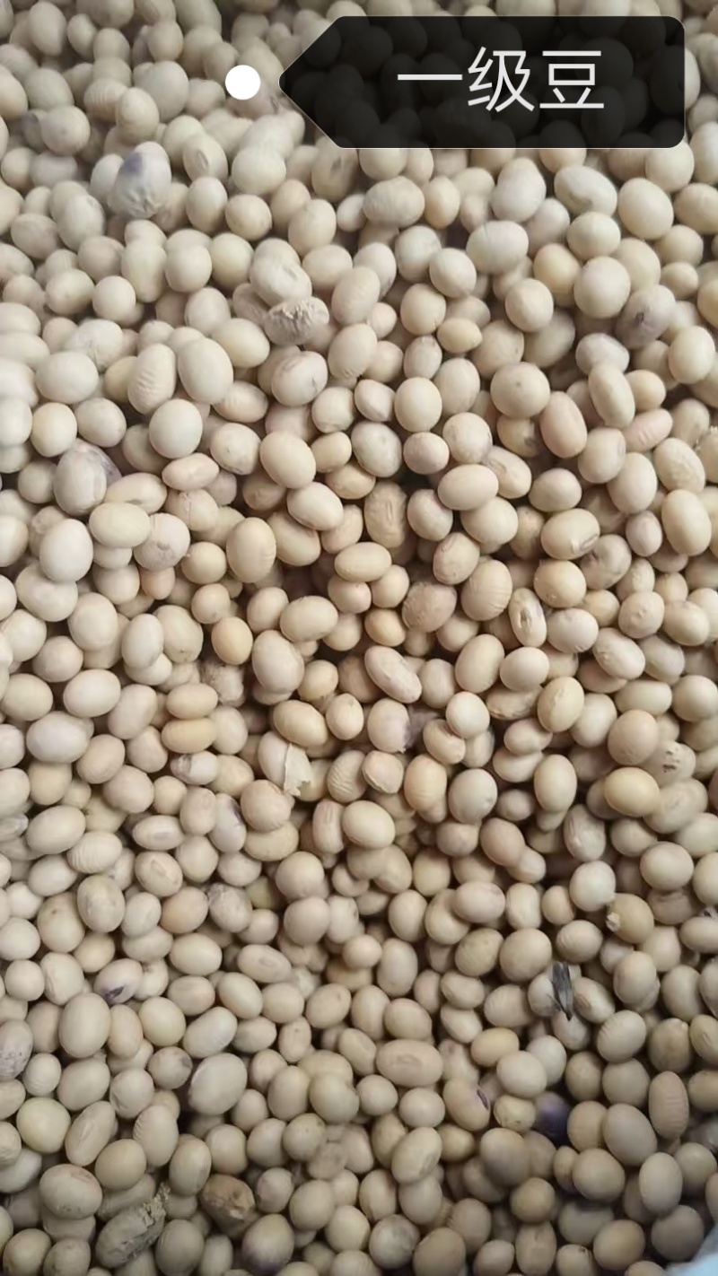 豆腐豆脑豆皮及各种豆制品专用豆，东北豆苏北大白皮