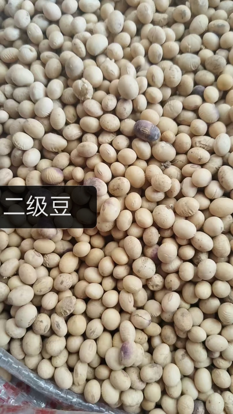豆腐豆脑豆皮及各种豆制品专用豆，东北豆苏北大白皮