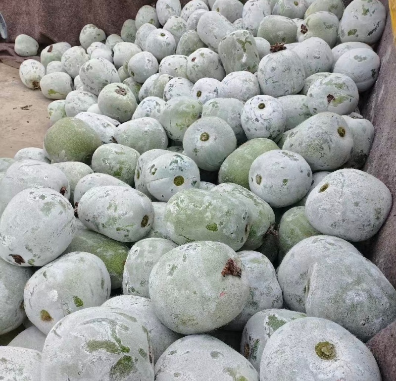湖北水果冬瓜一串铃小冬瓜基地直供量大从优实力发