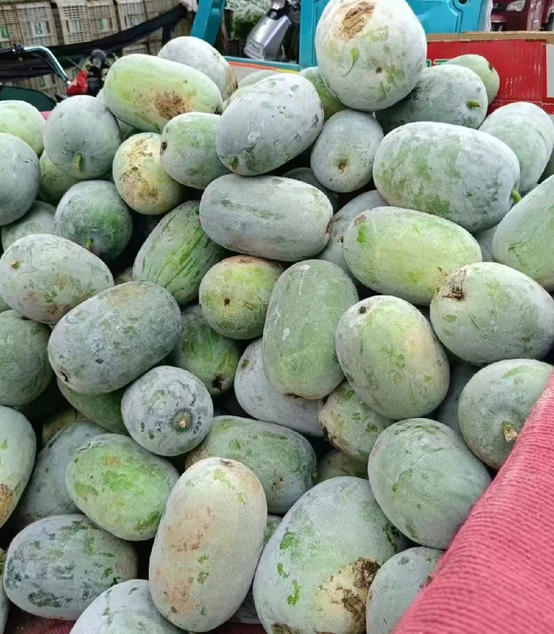 湖北水果冬瓜一串铃小冬瓜基地直供量大从优实力发