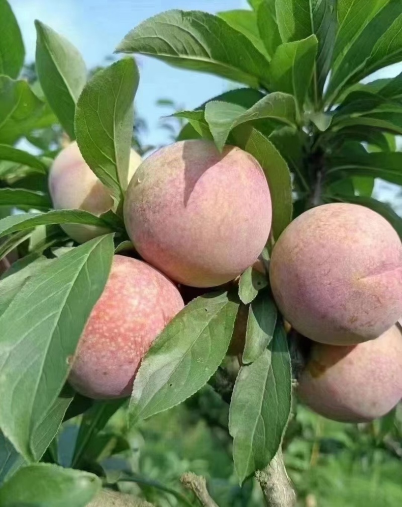 嵊州桃形李，中果，大果，特大果，精品果。