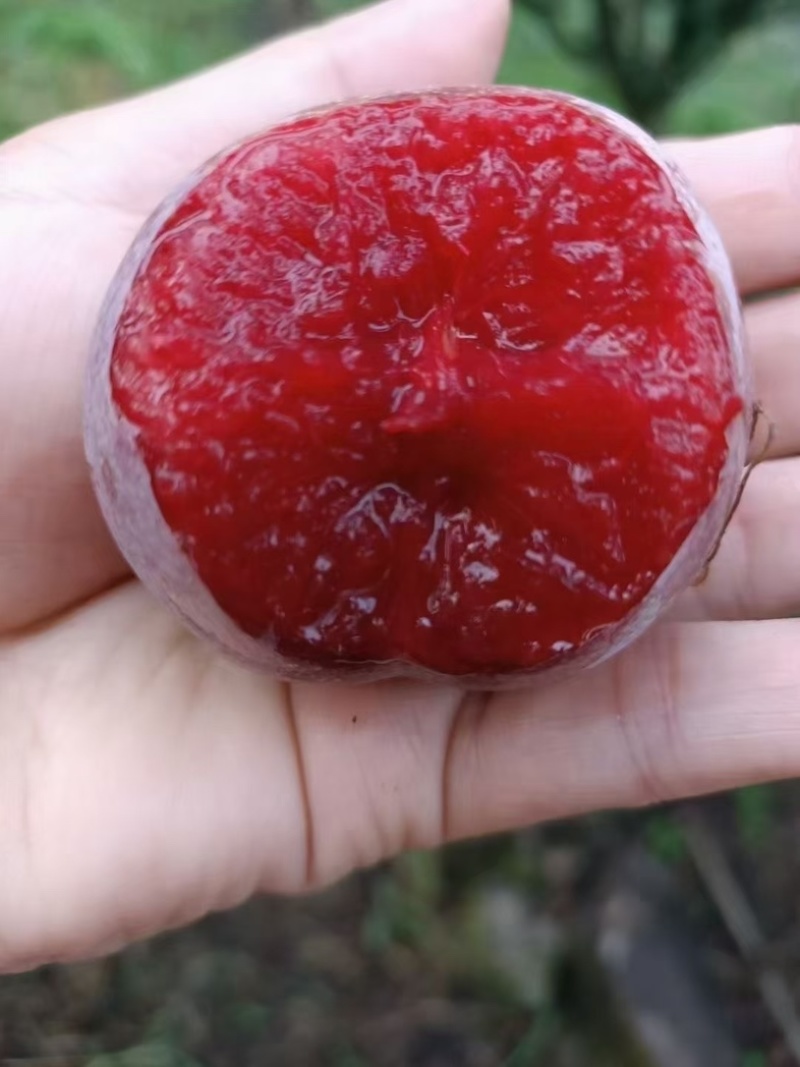 嵊州桃形李，中果，大果，特大果，精品果。