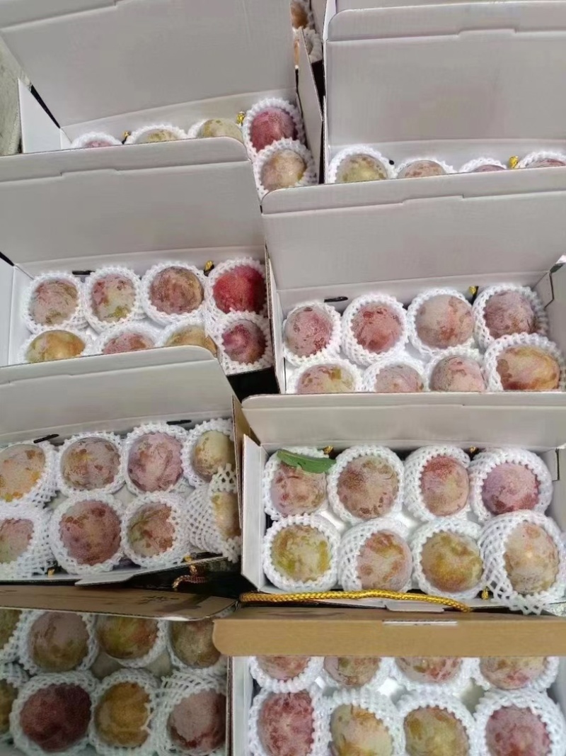 嵊州桃形李，中果，大果，特大果，精品果。