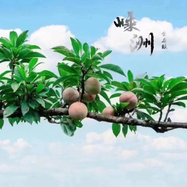 嵊州桃形李，中果，大果，特大果，精品果。