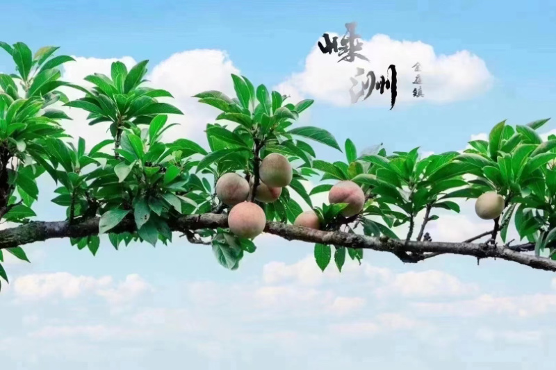 嵊州桃形李，中果，大果，特大果，精品果。