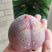 嵊州桃形李，中果，大果，特大果，精品果。