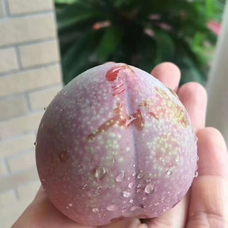 嵊州桃形李，中果，大果，特大果，精品果。