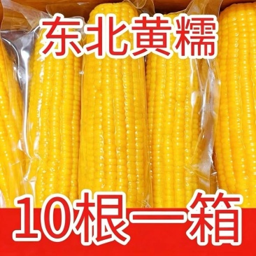 【整箱大黄糯】新店冲销量10棒东北正宗新鲜黄糯香甜玉米批