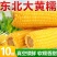 【整箱大黄糯】新店冲销量10棒东北正宗新鲜黄糯香甜玉米批