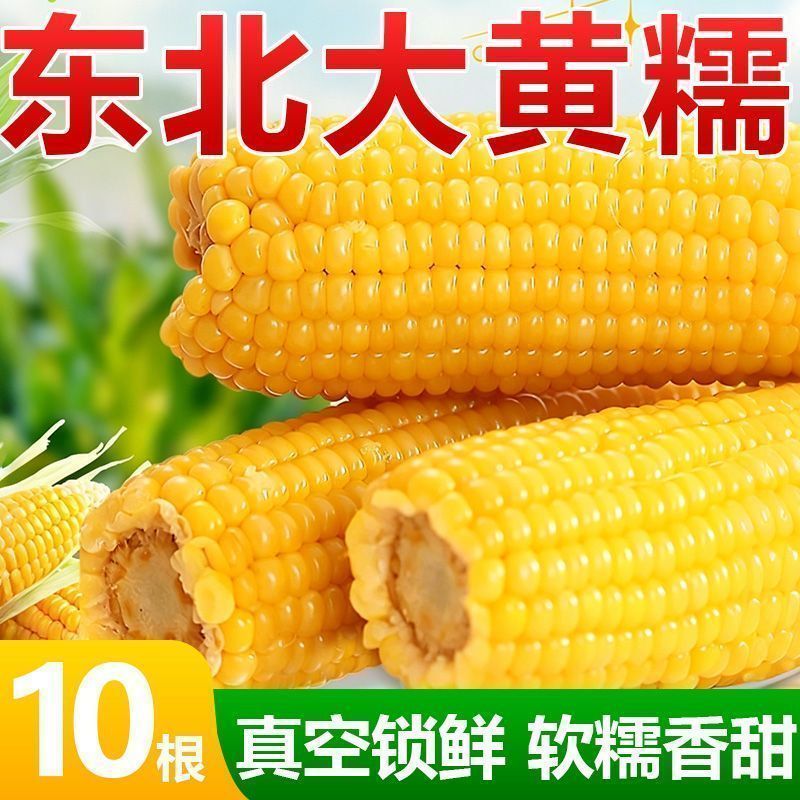 【整箱大黄糯】新店冲销量10棒东北正宗新鲜黄糯香甜玉米批