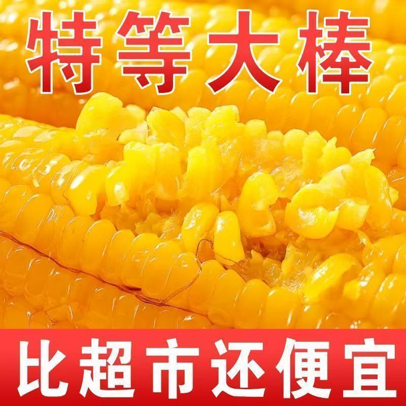 【整箱大黄糯】新店冲销量10棒东北正宗新鲜黄糯香甜玉米批