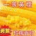 【整箱大黄糯】新店冲销量10棒东北正宗新鲜黄糯香甜玉米批