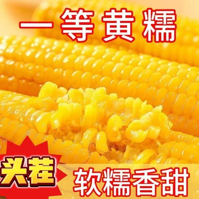 【整箱大黄糯】新店冲销量10棒东北正宗新鲜黄糯香甜玉米批