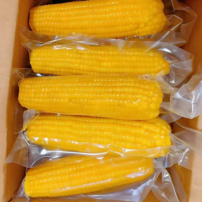 【整箱大黄糯】新店冲销量10棒东北正宗新鲜黄糯香甜玉米批