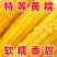 【整箱大黄糯】新店冲销量10棒东北正宗新鲜黄糯香甜玉米批