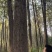 卖9棵杨树，5.2立方米，800元每立方米，山东平邑武台