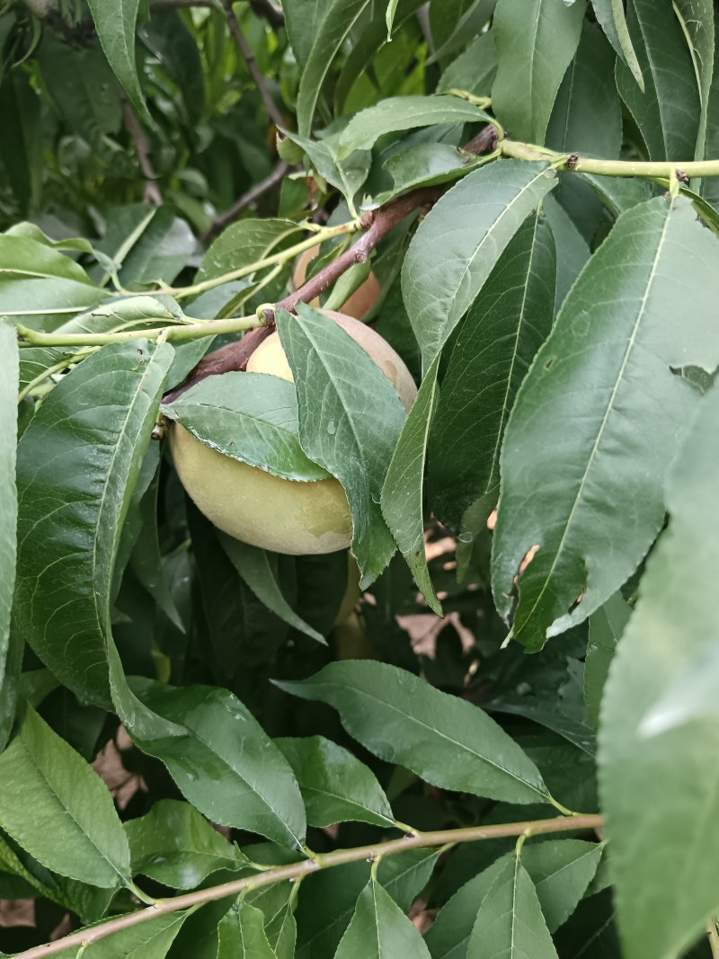 青州蜜桃4两起，口感甜。产地直销，提供打车前所有服务。