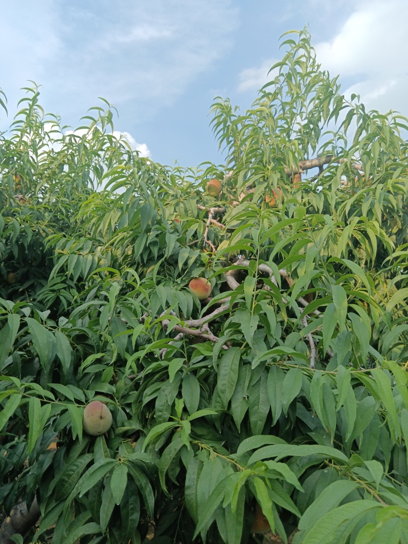 青州蜜桃4两起，口感甜。产地直销，提供打车前所有服务。