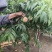 青州蜜桃4两起，口感甜。产地直销，提供打车前所有服务。