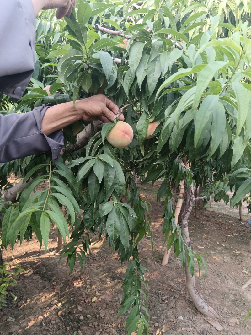 青州蜜桃4两起，口感甜。产地直销，提供打车前所有服务。