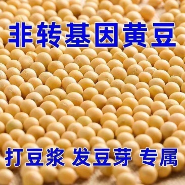 东北黄豆新鲜大豆非转基因大豆子豆浆原料