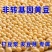 东北黄豆新鲜大豆非转基因大豆子豆浆原料