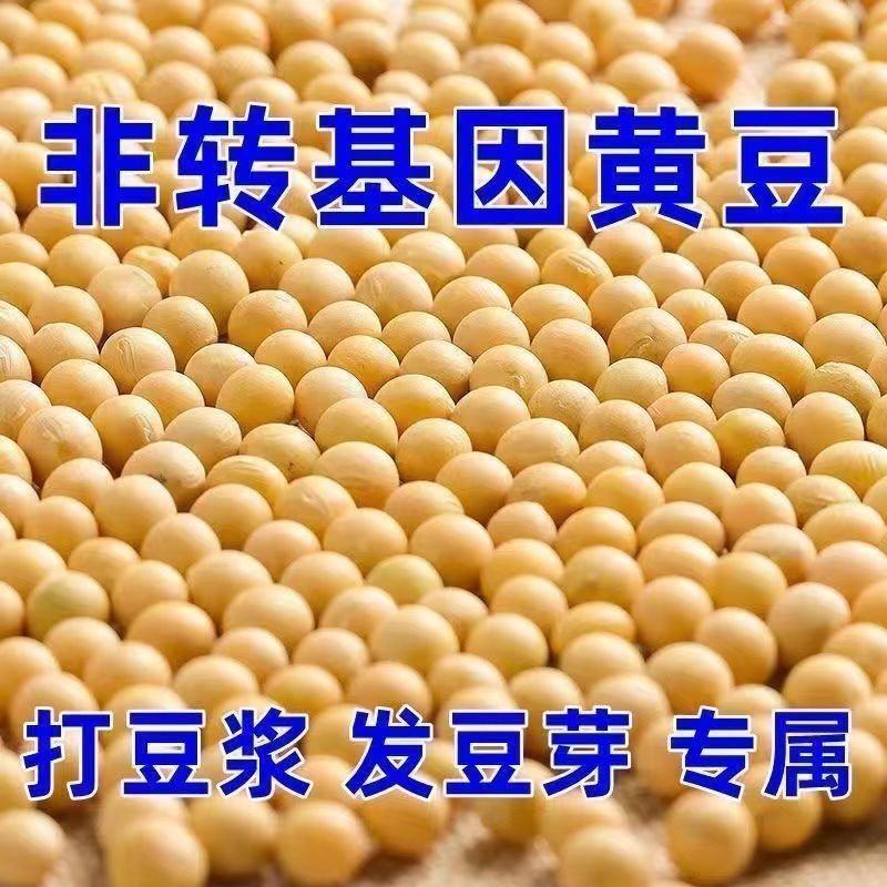 东北黄豆新鲜大豆非转基因大豆子豆浆原料