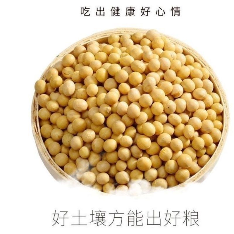 东北黄豆新鲜大豆非转基因大豆子豆浆原料