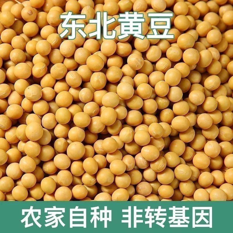 东北黄豆新鲜大豆非转基因大豆子豆浆原料