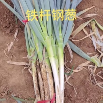 铁杆.长白菜葱3cm左右杆硬实能冬储并有专业团队
