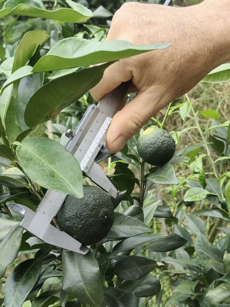 湖南产地日本香柚青柚榨汁泡水专用鲜果批发量大价