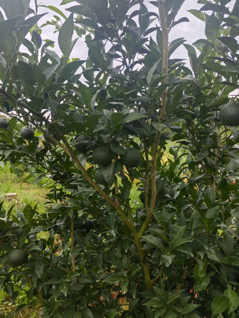 湖南产地日本香柚青柚榨汁泡水专用鲜果批发量大价
