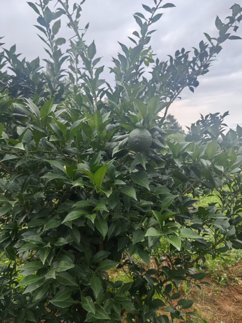 湖南产地日本香柚青柚榨汁泡水专用鲜果批发量大价