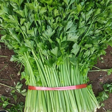中细棵芹菜