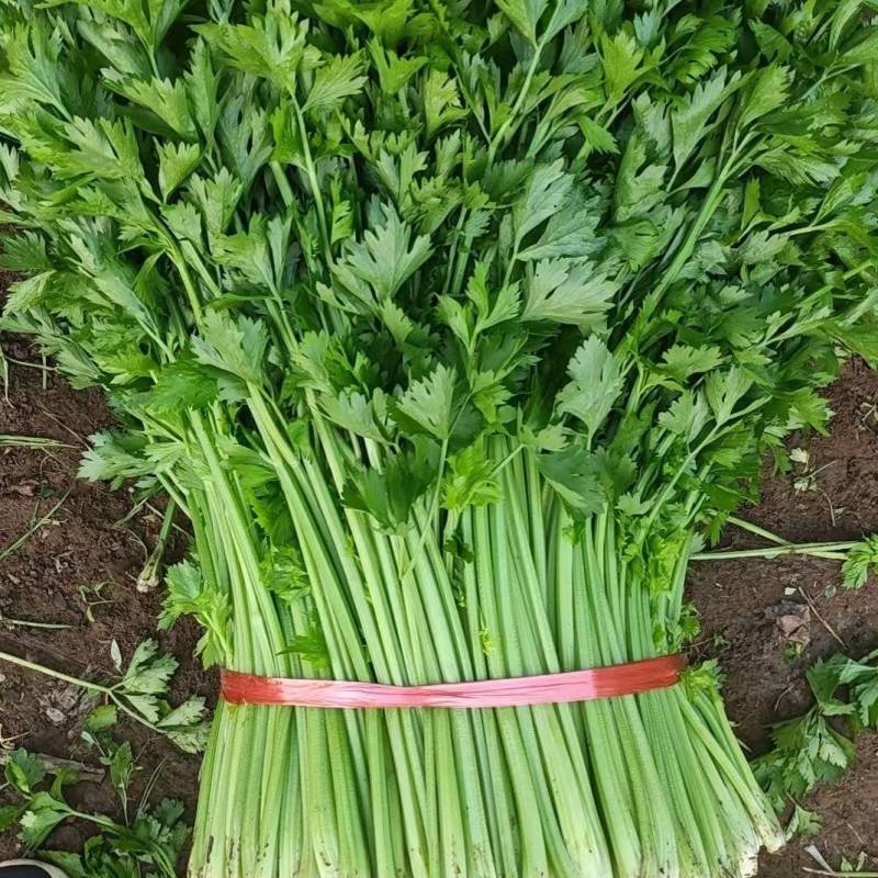 中细棵芹菜