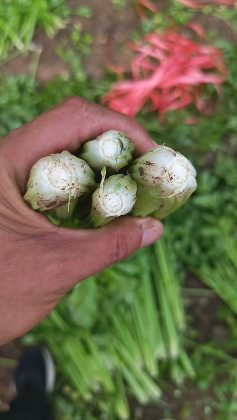 中细棵芹菜