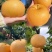 黄花梨一手货源货源充足产地发质量保证量大从优全国货