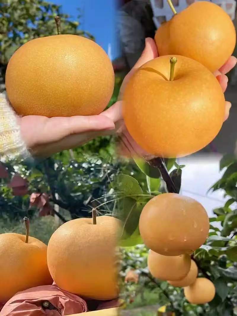 黄花梨一手货源货源充足产地发质量保证量大从优全国货