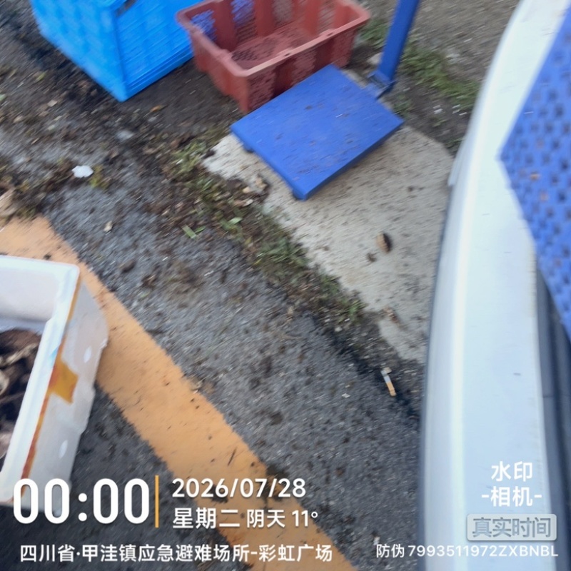 新鲜菌子