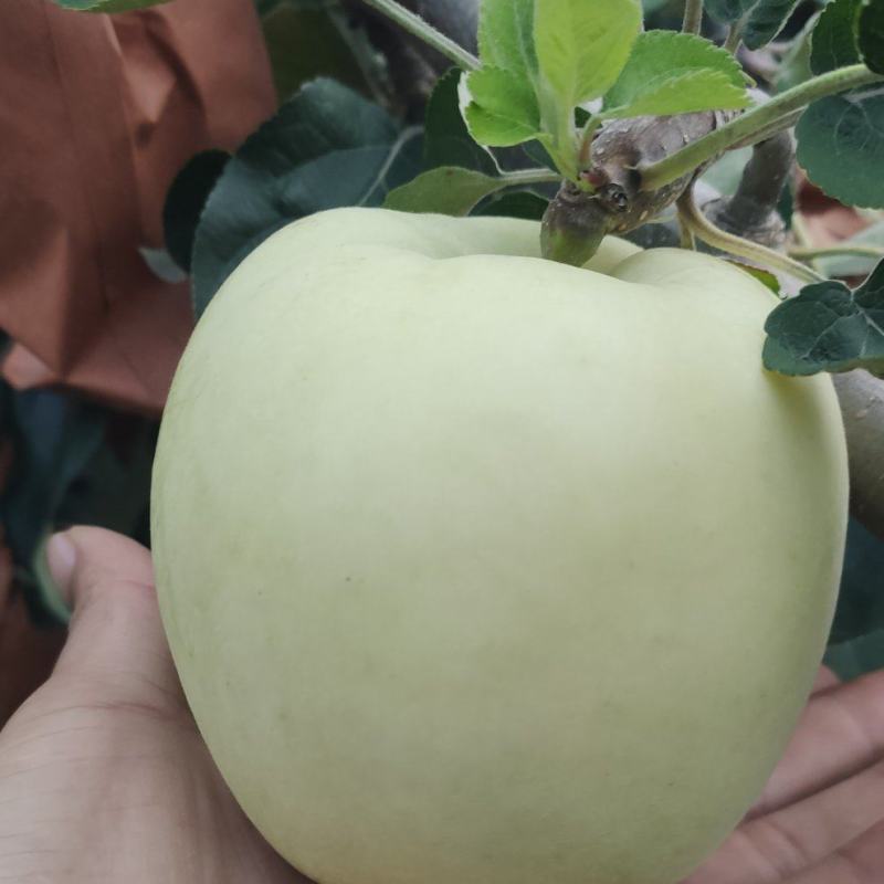 华硕青苹果10斤装