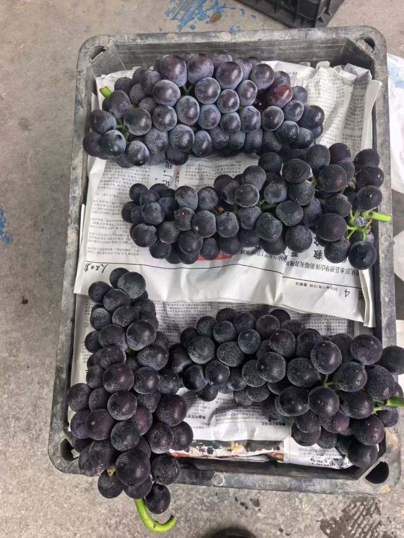湖北精品甜蜜阳光玫瑰，颗粒大果肉饱满，产地直发