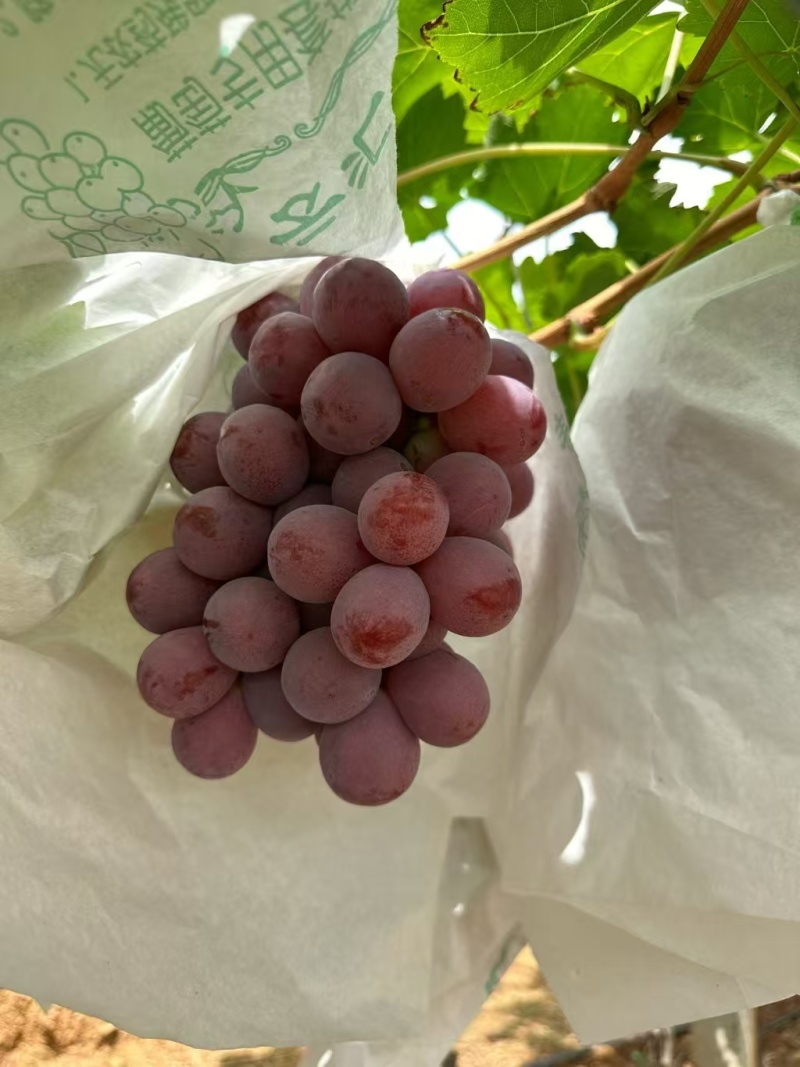 湖北精品甜蜜阳光玫瑰，颗粒大果肉饱满，产地直发