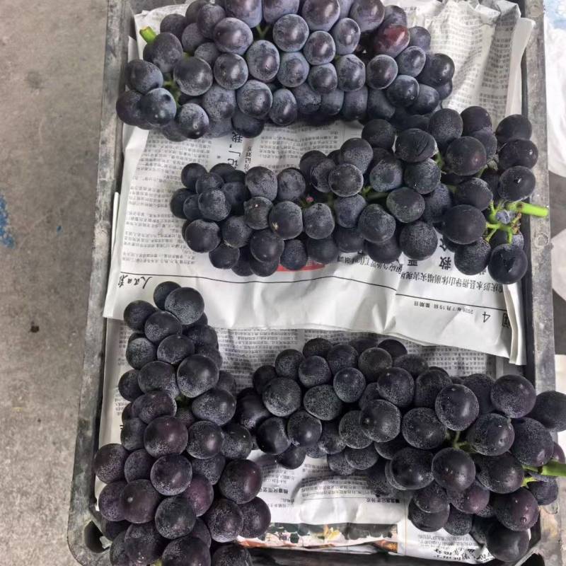 湖北夏黑葡萄新鲜又甜蜜。对接超市，商超出口市场供货。