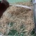 湖南怀化质地鱼腥草现挖代泥精品白根统货整车批发