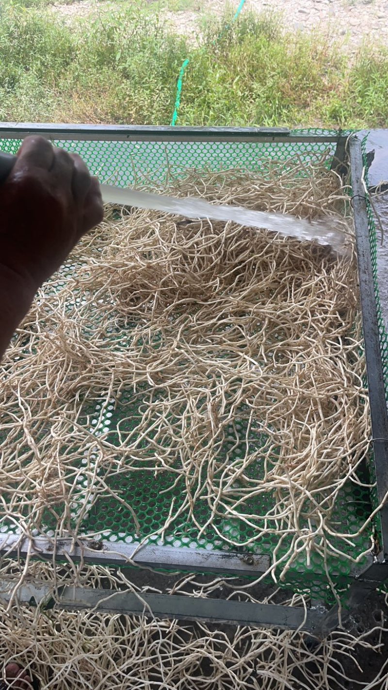 湖南怀化质地鱼腥草现挖代泥精品白根统货整车批发