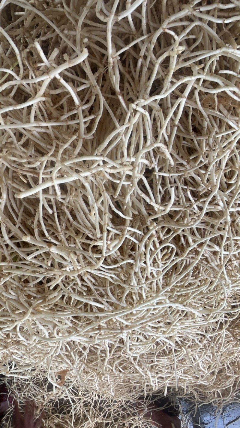 湖南怀化质地鱼腥草现挖代泥精品白根统货整车批发
