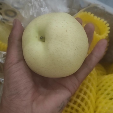 水晶梨头茬量不多先到先得