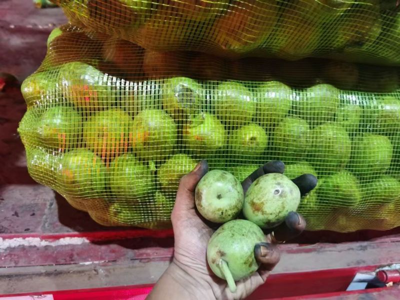 新鲜湿核桃