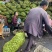 新鲜湿核桃